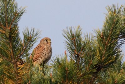 Kestrel / Tornfalk
