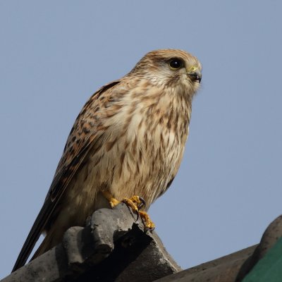 Kestrel / Tornfalk