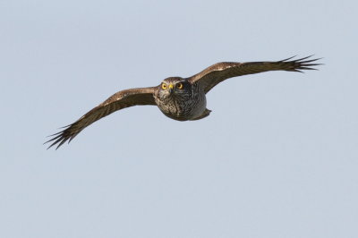 Sparrowhawk / Sparvhk
