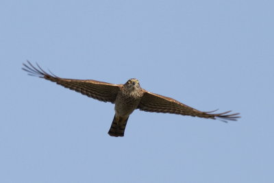 Sparrowhawk / Sparvhk