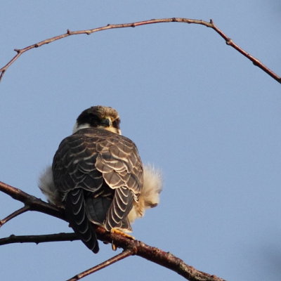 Hobby (Lärkfalk)