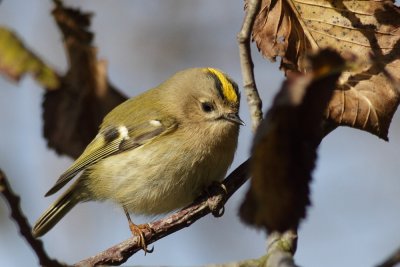 Goldcrest / Kungsfgel