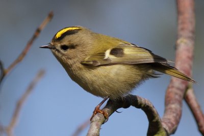 Goldcrest / Kungsfgel