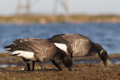 g4/84/961584/3/139034364.PFtsQBOk.jpg