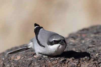 Great Grey Shrike / Varfgel