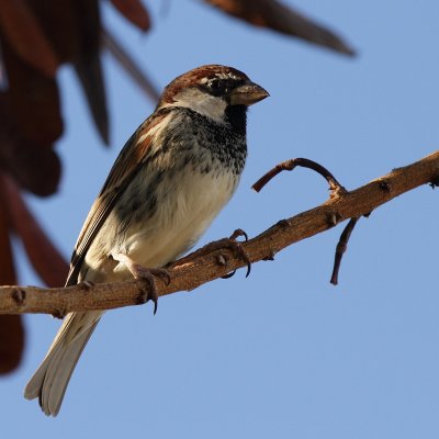 Spanish Sparrow (Spansk sparv)