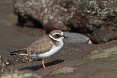 Ringed Plover (Större Strandpipare)
