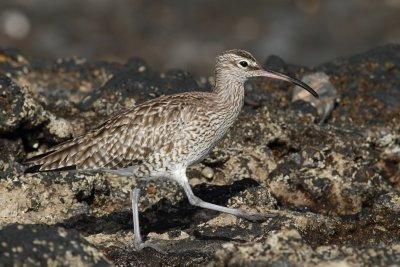 Whimbrel (Småspov)