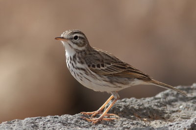 Berthelot's Pipit / Kanariepiplrka