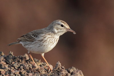 Berthelot's Pipit / Kanariepiplrka