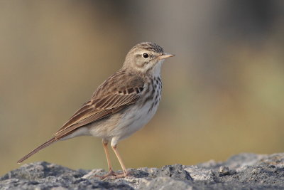 Berthelot's Pipit / Kanariepiplrka