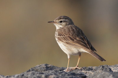 Berthelot's Pipit / Kanariepiplrka