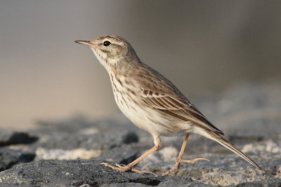 Berthelot's Pipit / Kanariepiplrka