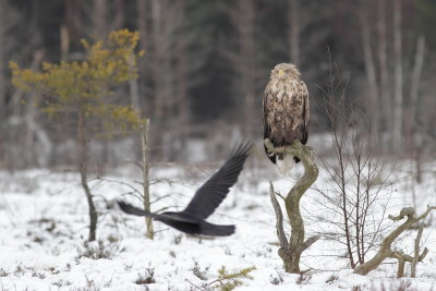 White-tailed Eagle in Smland, February 2012