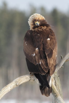 Golden Eagles in Smland, February 2012