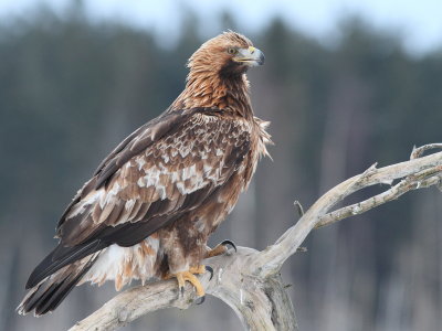 Golden Eagles in Småland, February 2012