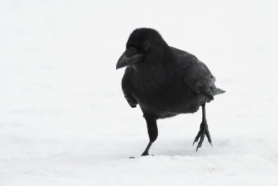 Raven / Korp
