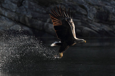 White-tailed Eagles in Flatanger, Norway, May 2012