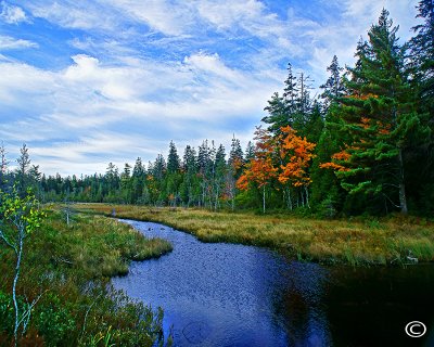 Jordan Pond Wetlands.jpg