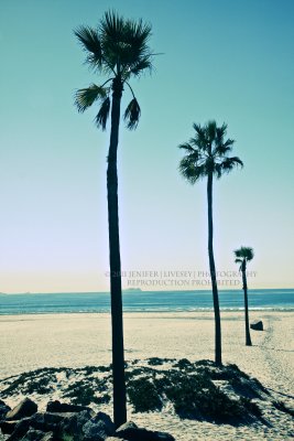 Palms on Coronado Island.  San Diego, CA