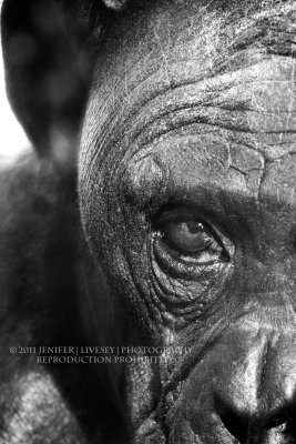 Chimpanzee at San Diego Zoo.  San Diego, CA.