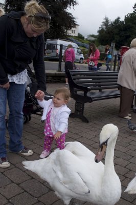 Big Swan!