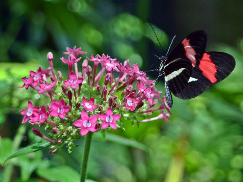 Postman Longwing 