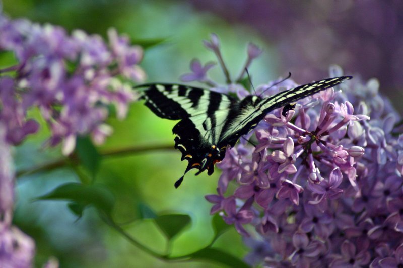 Butterflies