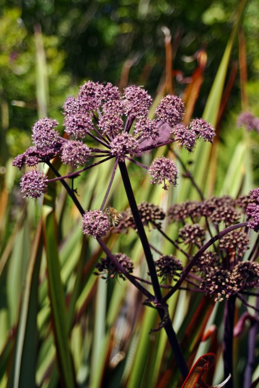 Purple Stalk