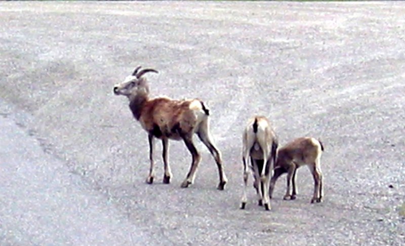 Stone  Mountain Sheep