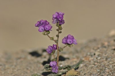 Nature Album