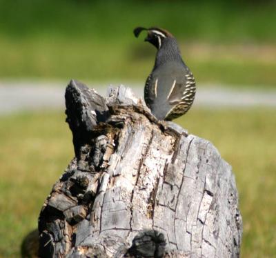 g4/85/148085/3/59370412.Quail1.jpg