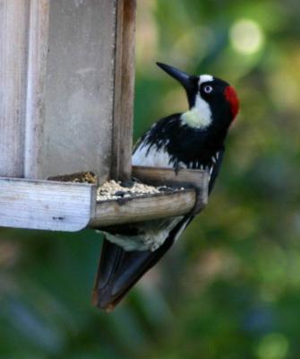 g4/85/148085/3/61089311.AcronWoodpecker1rz.jpg