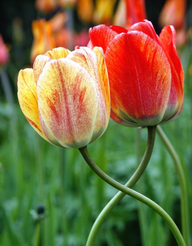 Alyeska Resort tulips