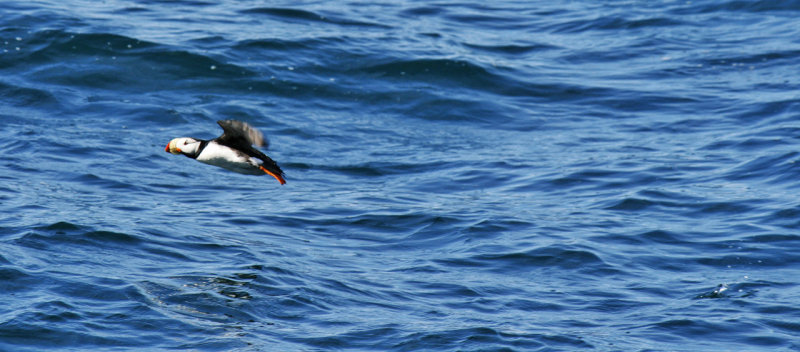 Puffin
