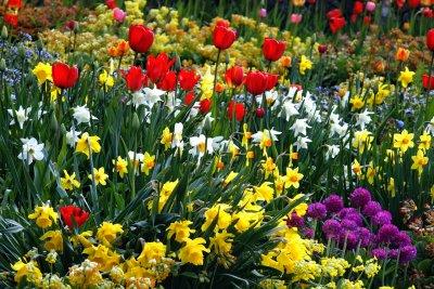 Alyeska Resort tulips