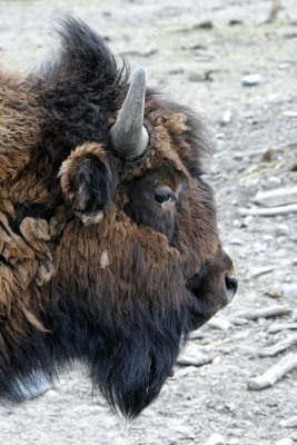 AWCC - wood bison