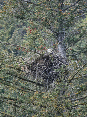 Nesting Bald Eagle