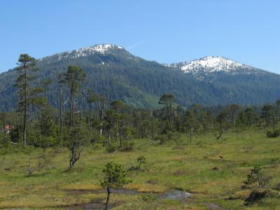 Muskeg