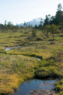 Muskeg