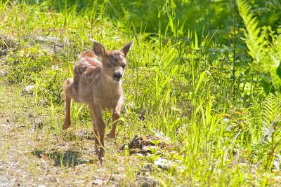 Fawn