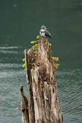 Kingfisher