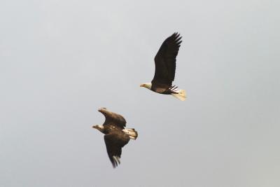 Bald Eagle Pair