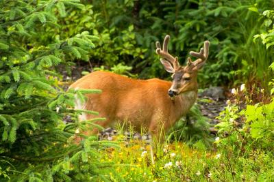 Buck