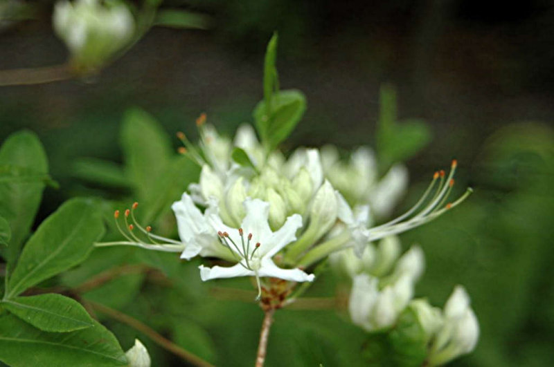 Appalachian Spring