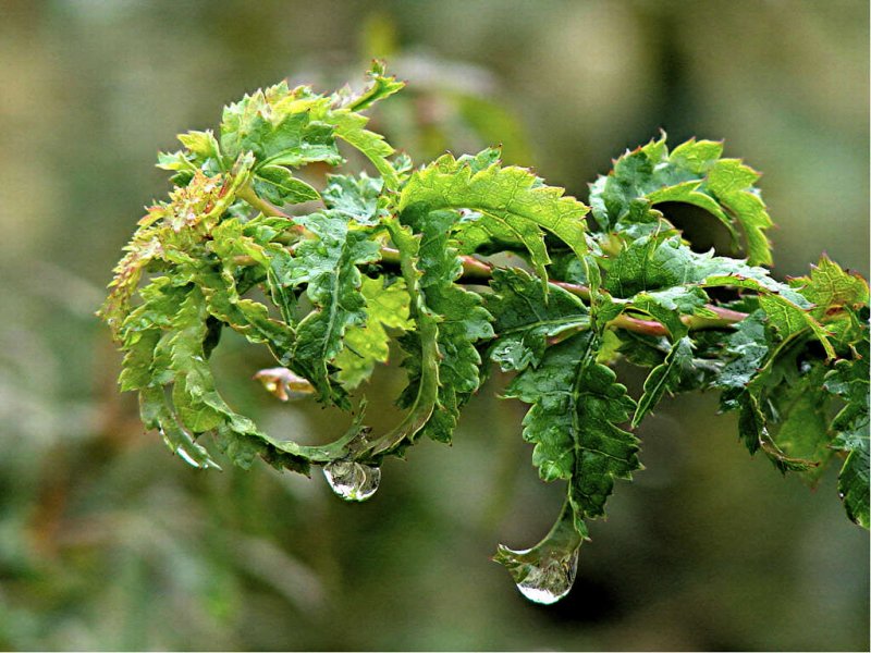 Acer palmatum Krazy Krinkle