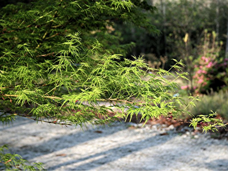 Acer palmatum Seiryu