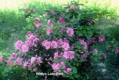 'Holly's Late Pink'