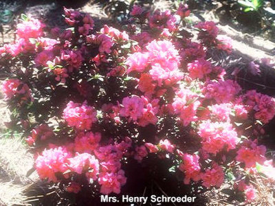 'Mrs Henry Schroeder'