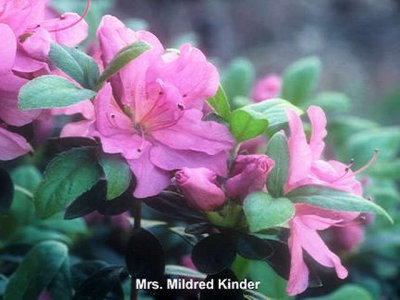 'Mrs Mildred Kinder'